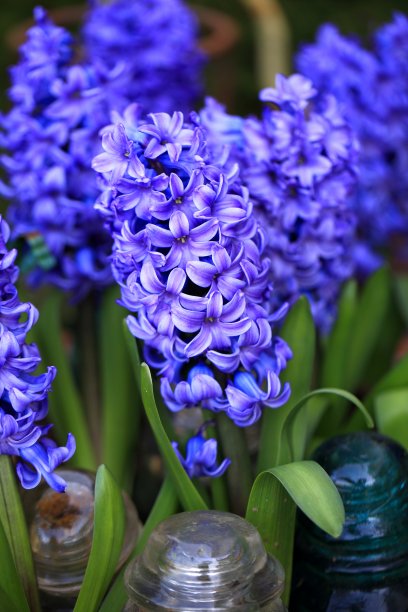 hyacinth