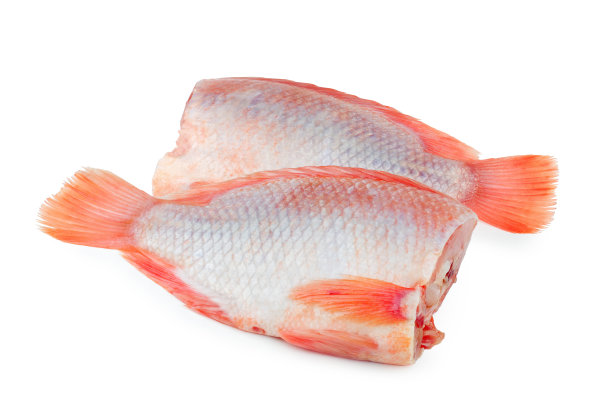 tilapia