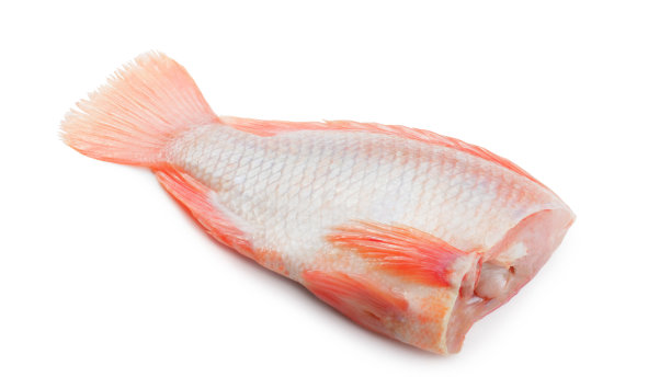tilapia