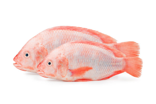 tilapia