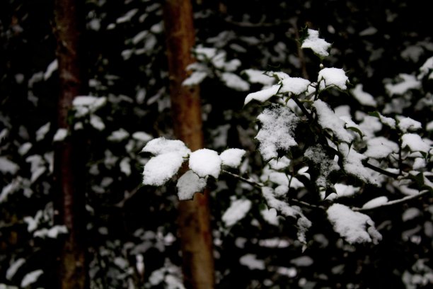 风雪中的树叶
