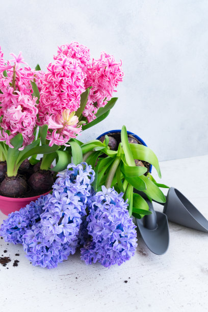 hyacinth