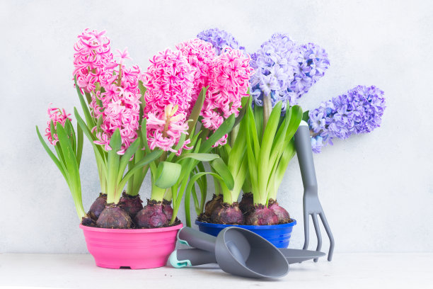 hyacinth