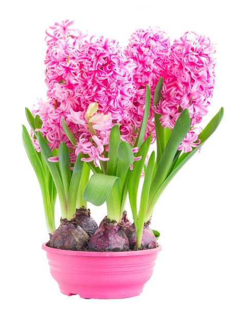 hyacinth