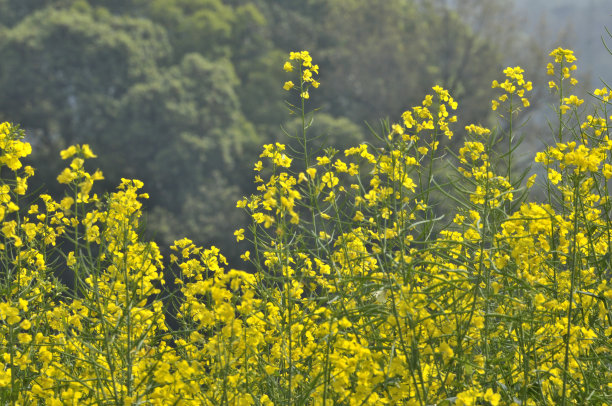 fennel