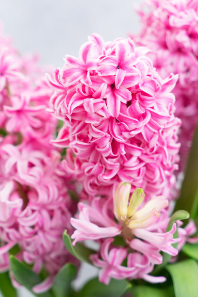 hyacinth