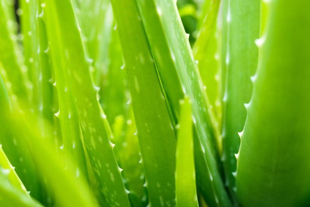 aloe