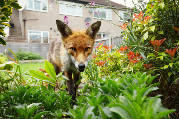 vulpes