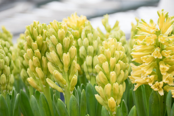 hyacinth