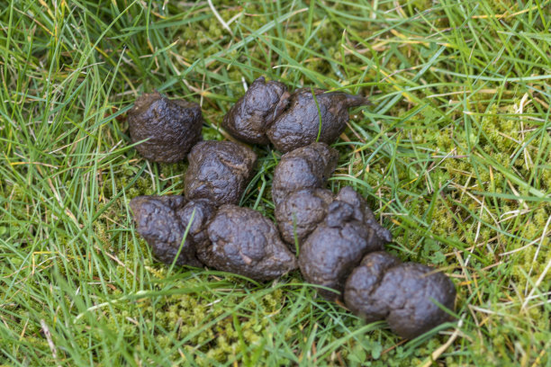 poo