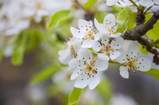 pyrus