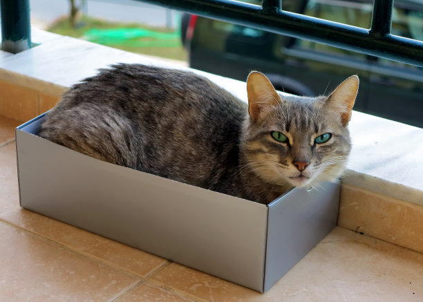 斑纹猫