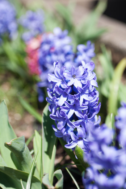 hyacinth