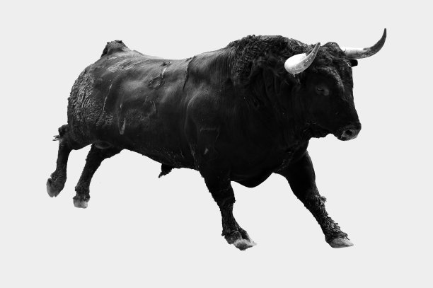 bull