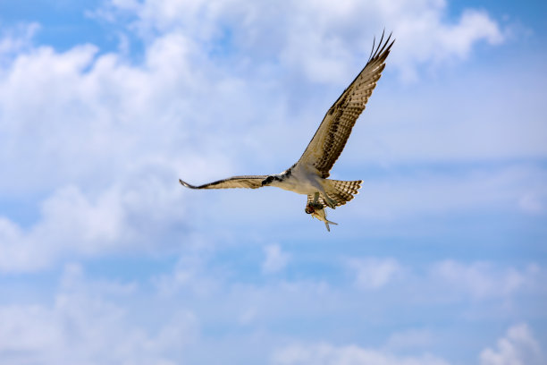 hawk