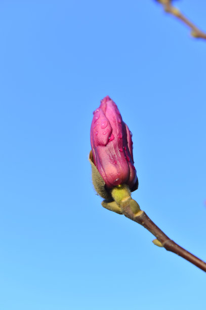 紫玉兰花盛开
