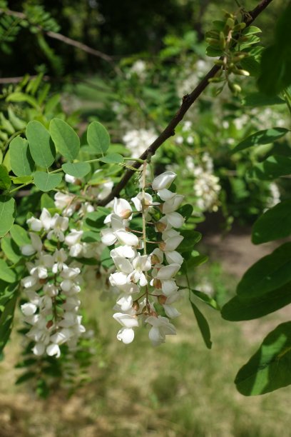 枝头洋槐花