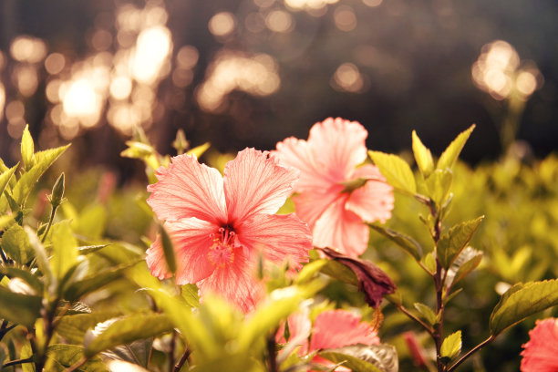hibiscus