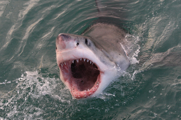 shark