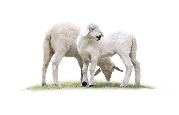 lamb