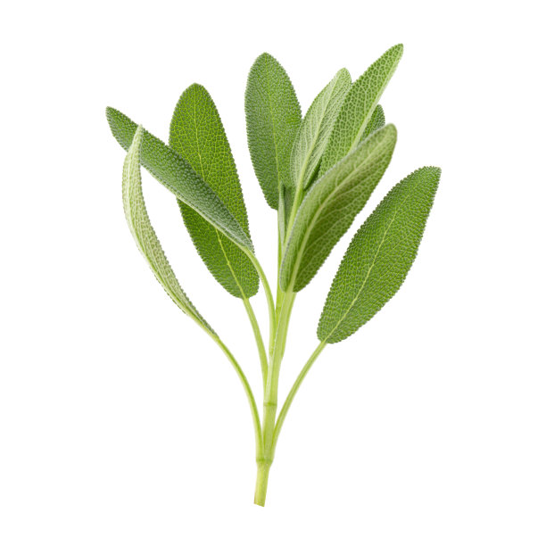 salvia