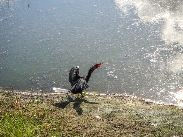 ibis