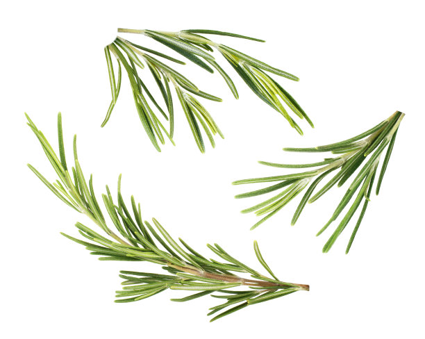 rosemary