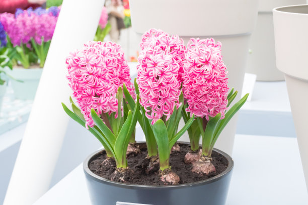 hyacinth