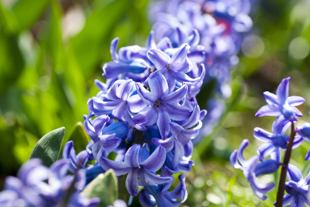hyacinth