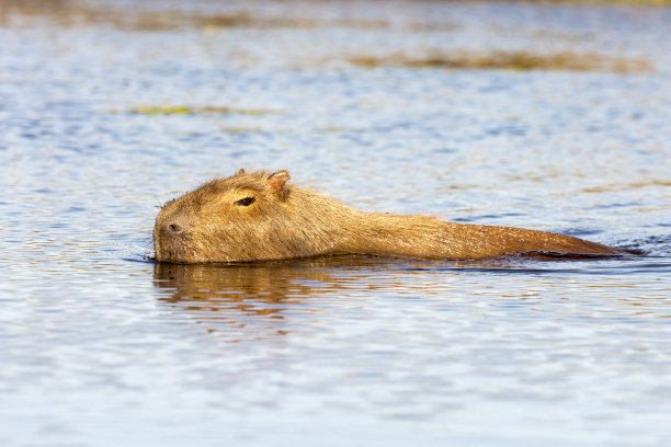 capybara