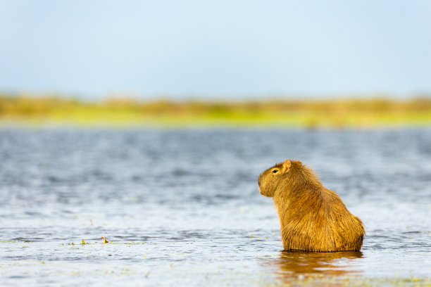 capybara