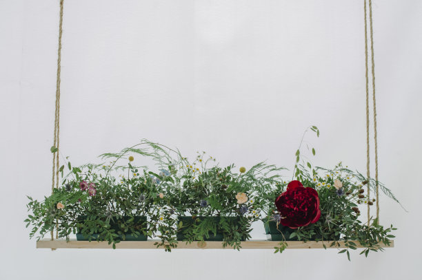 玫瑰和蕨类植物