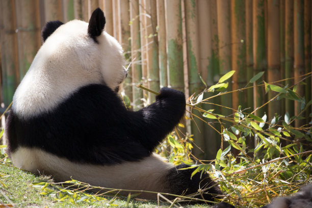 熊猫和竹子