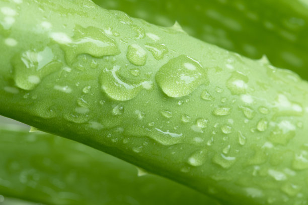 aloe