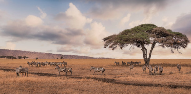 ngorongoro