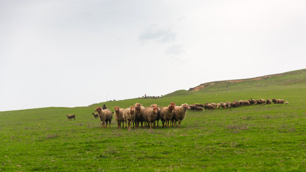 牧场牧羊