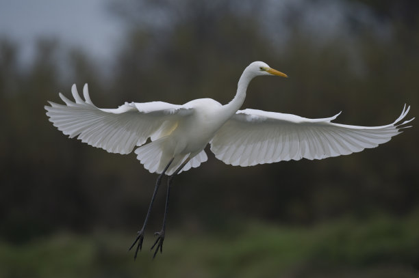 ardea