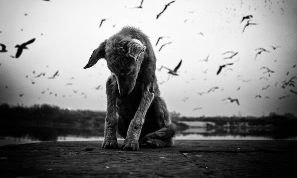 stray
