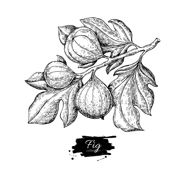 fig