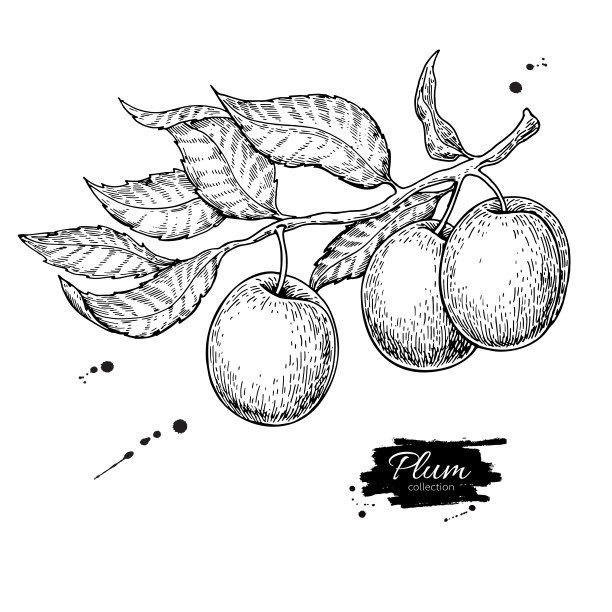 plum