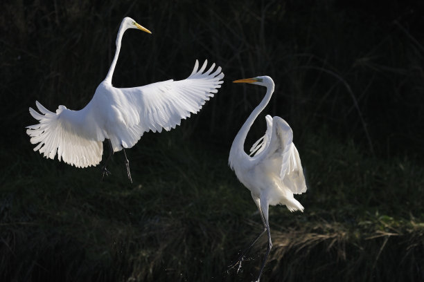 ardea