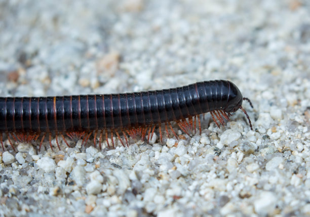 millipede