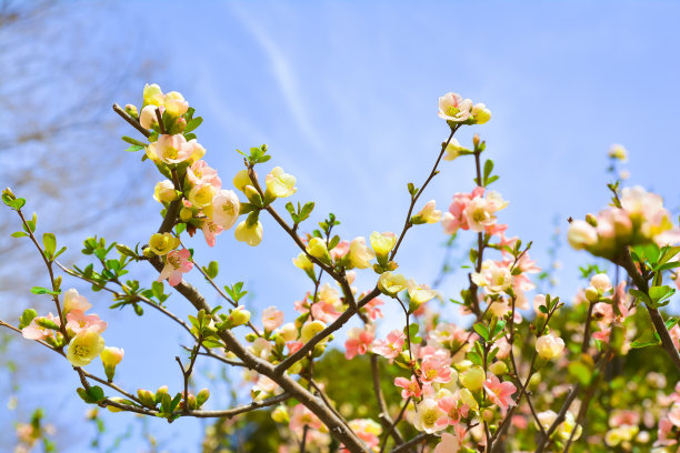 springtime