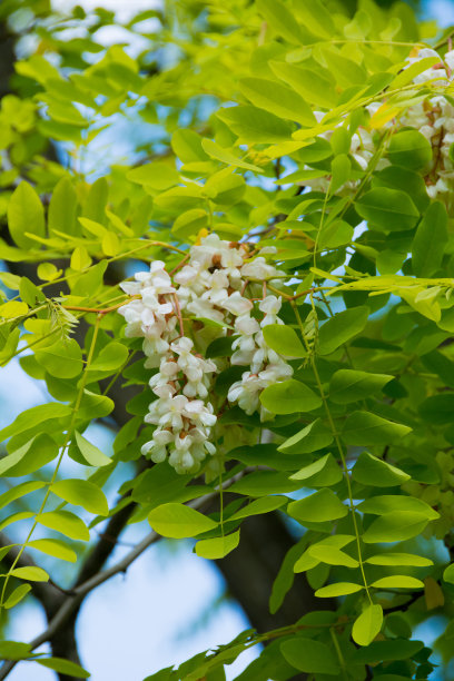 香槐花