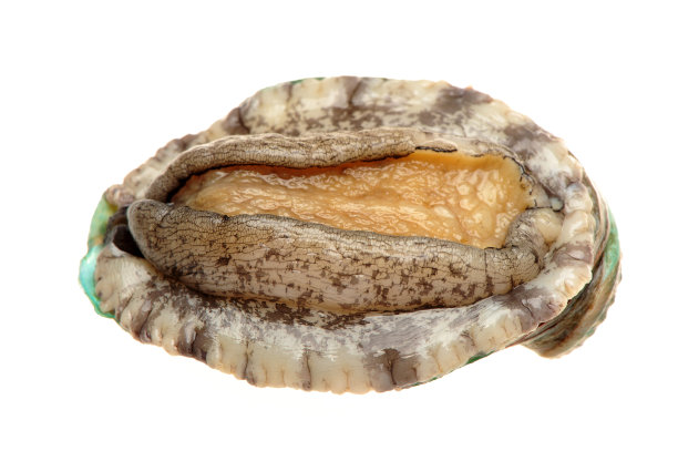 abalone