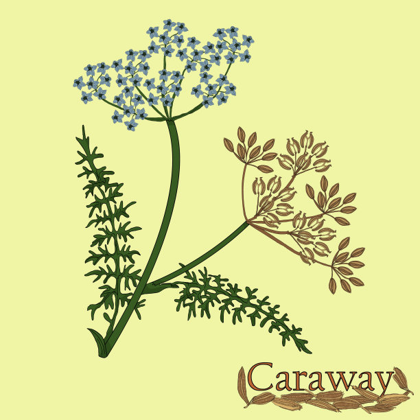 茴香花图片大全 茴香花设计素材 茴香花模板下载 茴香花图库 昵图网soso Nipic Com