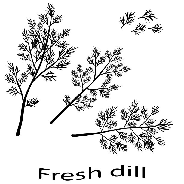 fennel