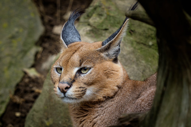 山猫儿