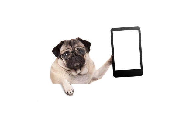 pug