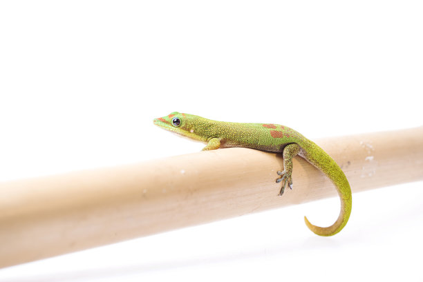 phelsuma
